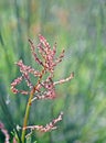 Rumex acetosella, commonly known as red sorrel, sheep`s sorrel, field sorrel and sour weed Royalty Free Stock Photo