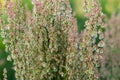 Rumex acetosella,  red sorrel, sheep`s sorrel, field sorrel or sour weed flowers Royalty Free Stock Photo