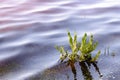 Rumex aquaticus L.,also known as Western dock Royalty Free Stock Photo