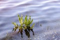 Rumex aquaticus L.,also known as Western dock Royalty Free Stock Photo