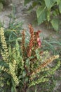 Rumex crispus inflorescence