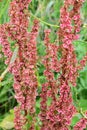 Rumex crispus curled dock red seed