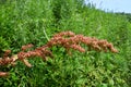 Rumex crispus L. family Polygonaceae. Curly sorrel in the bay of Akhlestyshev on the island of Russian. Russia, Vladivostok, Pr