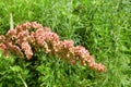 Rumex crispus L. family Polygonaceae. Curly sorrel in the bay of Akhlestyshev on the island of Russian. Russia, Vladivostok, Pr