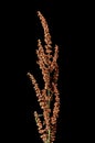 Rumex flower stalk Royalty Free Stock Photo