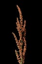 Rumex flower stalk