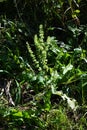 Rumex japonicus / Polygonaceae weed Royalty Free Stock Photo