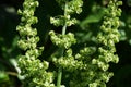 Rumex japonicus / Polygonaceae weed Royalty Free Stock Photo