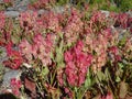 Rumex vesicarius plant. Tenerife Island. Spain