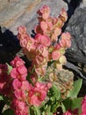 Rumex vesicarius plant. Tenerife Island. Spain