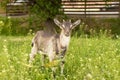 Little goat with small horns and big ears Royalty Free Stock Photo