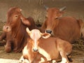 Ruminant cows and calves in a farm