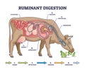 Ruminant digestion system with inner digestive structure outline diagram