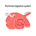 Cross-section of the ruminant stomach