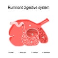 Ruminant digestive system. four compartments of Ruminants` stomach Royalty Free Stock Photo