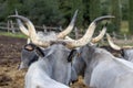 Ruminant Hungarian gray cattle bull in the pen from behind, big horns Royalty Free Stock Photo