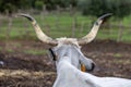 Ruminant Hungarian gray cattle bull in the pen from behind, big horns Royalty Free Stock Photo