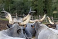 Ruminant Hungarian gray cattle bull in the pen from behind, big horns Royalty Free Stock Photo