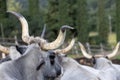 Ruminant Hungarian gray cattle bull in the pen from behind, big horns Royalty Free Stock Photo