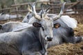 Ruminant Hungarian gray cattle bull in the pen, big horns, portrait, eye Royalty Free Stock Photo