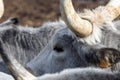 Ruminant Hungarian gray cattle bull in the pen, big horns, portrait, eye Royalty Free Stock Photo