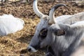 Ruminant Hungarian gray cattle bull in the pen, big horns, portrait, eye Royalty Free Stock Photo