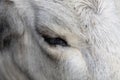 Ruminant Hungarian gray cattle bull in the pen, big horns, portrait, eye Royalty Free Stock Photo