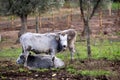 Ruminant Hungarian gray cattle bull in the pen, big horns, portrait, eye Royalty Free Stock Photo