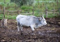 Ruminant Hungarian gray cattle bull in the pen, big horns, portrait, eye Royalty Free Stock Photo