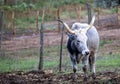 Ruminant Hungarian gray cattle bull in the pen, big horns, portrait, eye Royalty Free Stock Photo
