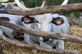 Ruminant Hungarian gray cattle bull in the pen, big horns, portrait, eye Royalty Free Stock Photo