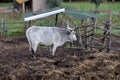 Ruminant Hungarian gray cattle bull in the pen, big horns, portrait, eye Royalty Free Stock Photo