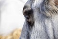 Ruminant Hungarian gray cattle bull in the pen, big horns, portrait, eye Royalty Free Stock Photo