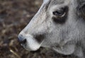 Ruminant Hungarian gray cattle bull in the pen, big horns, portrait, eye Royalty Free Stock Photo