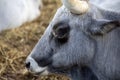 Ruminant Hungarian gray cattle bull in the pen, big horns, portrait, eye Royalty Free Stock Photo