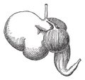 Ruminant stomach, vintage engraving Royalty Free Stock Photo