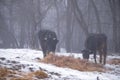 Ruminantia bovidae domestic animals at the farm on a foggy day. Two black cows a bull and a female grazing hay outside