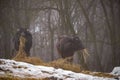 Ruminantia bovidae domestic animals at the farm on a foggy day. Two black cows a bull and a female grazing hay outside