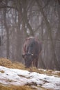 Ruminantia bovidae domestic animals at the farm on a foggy day. Two black cows a bull and a female grazing hay outside