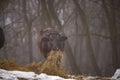 Ruminantia bovidae domestic animals at the farm on a foggy day. Two black cows a bull and a female grazing hay outside Royalty Free Stock Photo