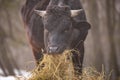 Ruminantia bovidae domestic animals at the farm on a foggy day. Two black cows a bull and a female grazing hay outside