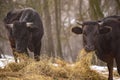 Ruminantia bovidae domestic animals at the farm on a foggy day. Two black cows a bull and a female grazing hay outside