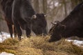 Ruminantia bovidae domestic animals at the farm on a foggy day. Two black cows a bull and a female grazing hay outside