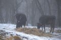 Ruminantia bovidae domestic animals at the farm on a foggy day. Two black cows a bull and a female grazing hay outside