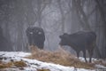 Ruminantia bovidae domestic animals at the farm on a foggy day. Two black cows a bull and a female grazing hay outside Royalty Free Stock Photo