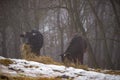 Ruminantia bovidae domestic animals at the farm on a foggy day. Two black cows a bull and a female grazing hay outside