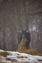 Ruminantia bovidae domestic animals at the farm on a foggy day. Two black cows a bull and a female grazing hay outside