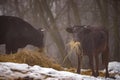 Ruminantia bovidae domestic animals at the farm on a foggy day. Two black cows a bull and a female grazing hay outside