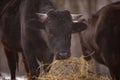 Ruminantia bovidae domestic animals at the farm on a foggy day. Two black cows a bull and a female grazing hay outside