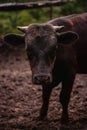 Ruminantia bovidae domestic animals at the farm